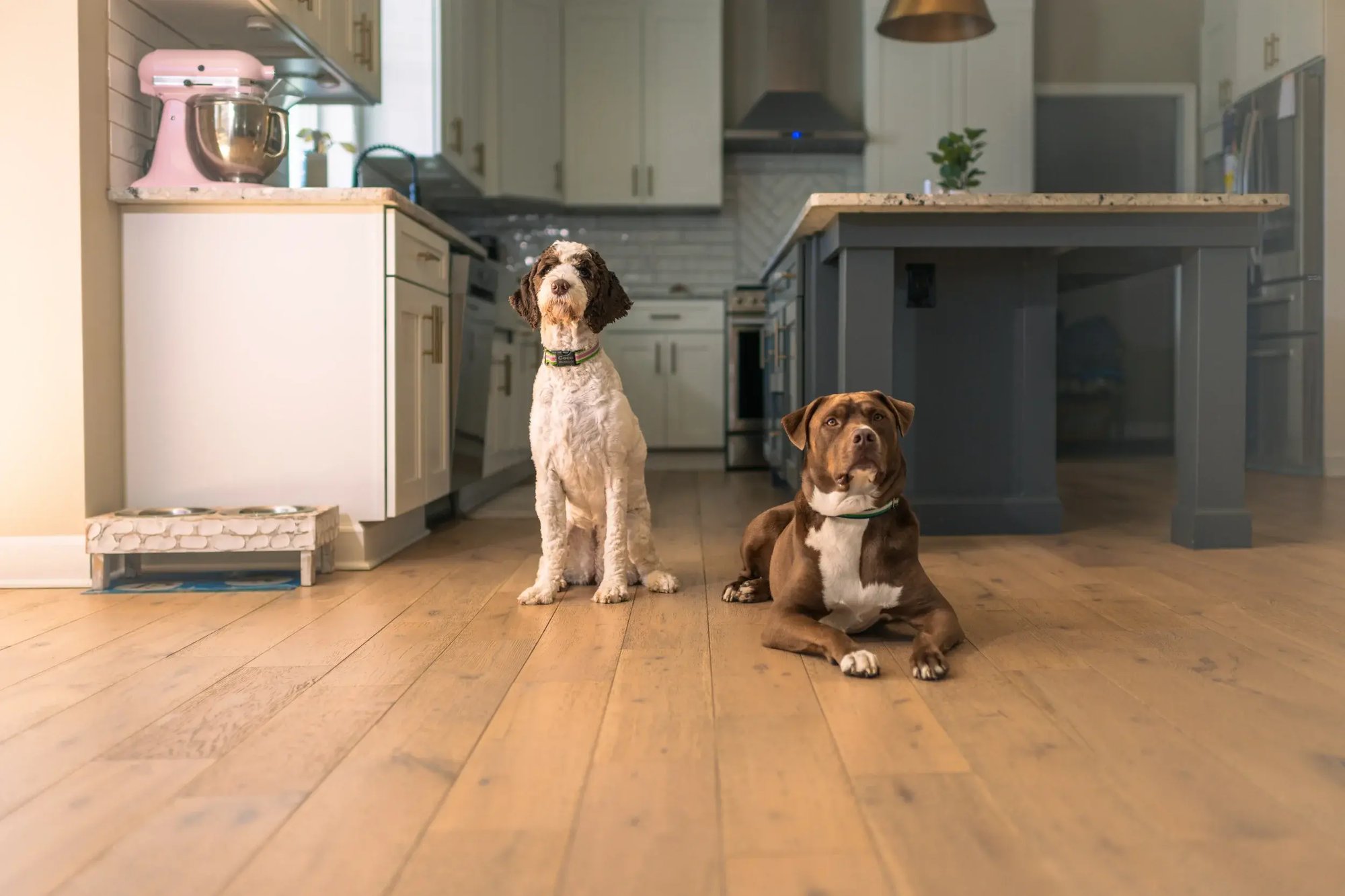 KM_ Dogs In The Kitchen_010 - Large